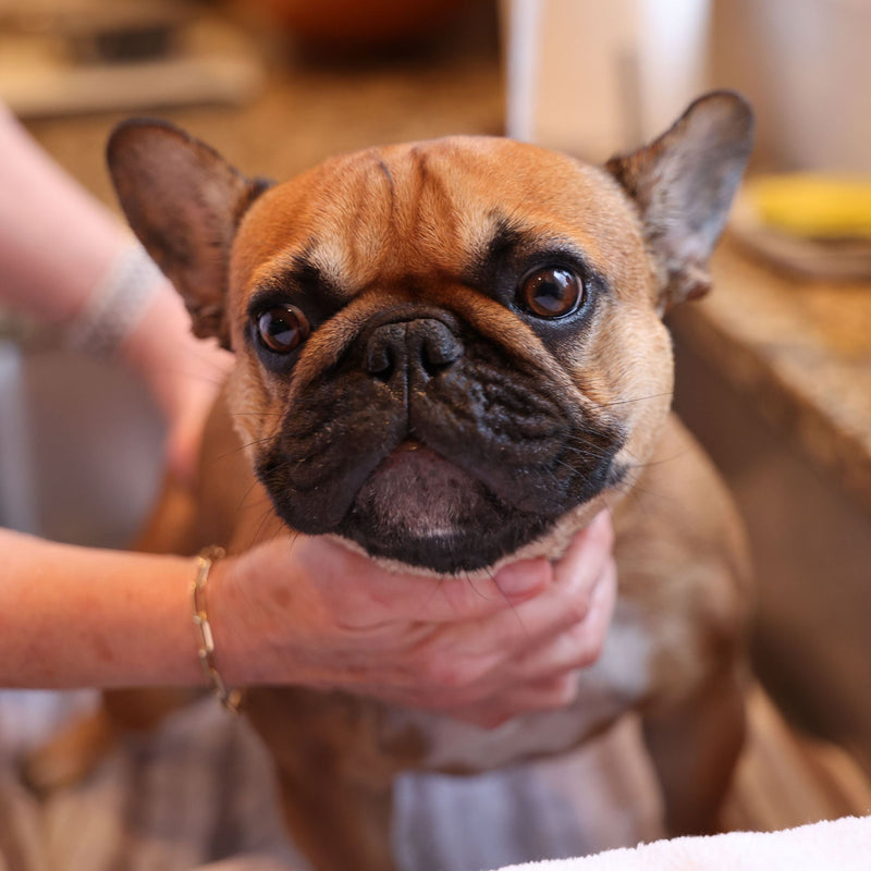How to Wash Your Dog at Home (Without the Drama)