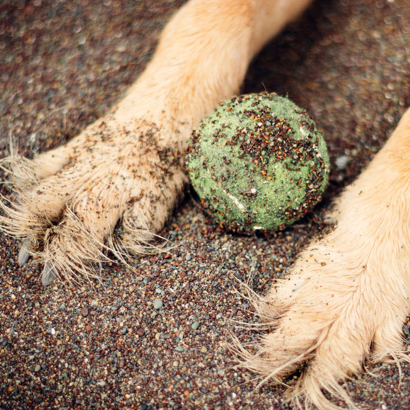 Your Dog's Paws in Summer: What Every Owner Needs to Know