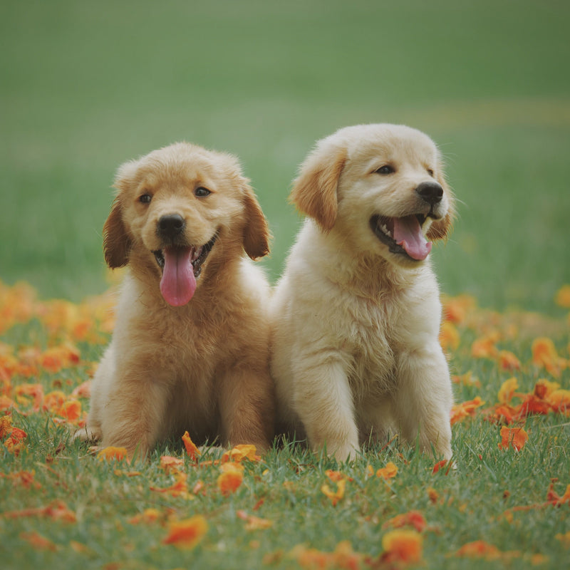 Why Eco-Friendly Pet Products Are Worth the Switch