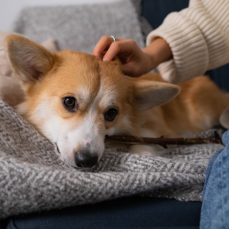 No Bath? No Problem. The Best No-Water Grooming Tricks for Dogs and Cats