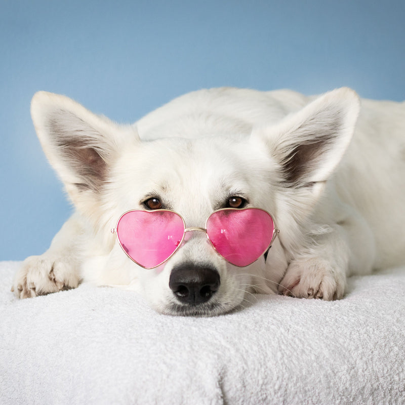 Grooming Your Senior Dog: Gentle Care for the Golden Years
