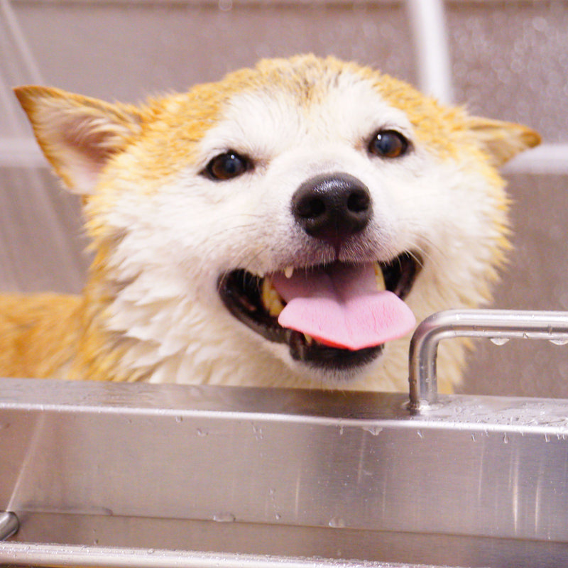 A Puppy's First Grooming Routine: Building Good Habits Early