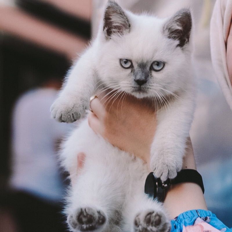 Cat Grooming 101: How to Help a Cat Who Hates Being Groomed - ITSY Pets