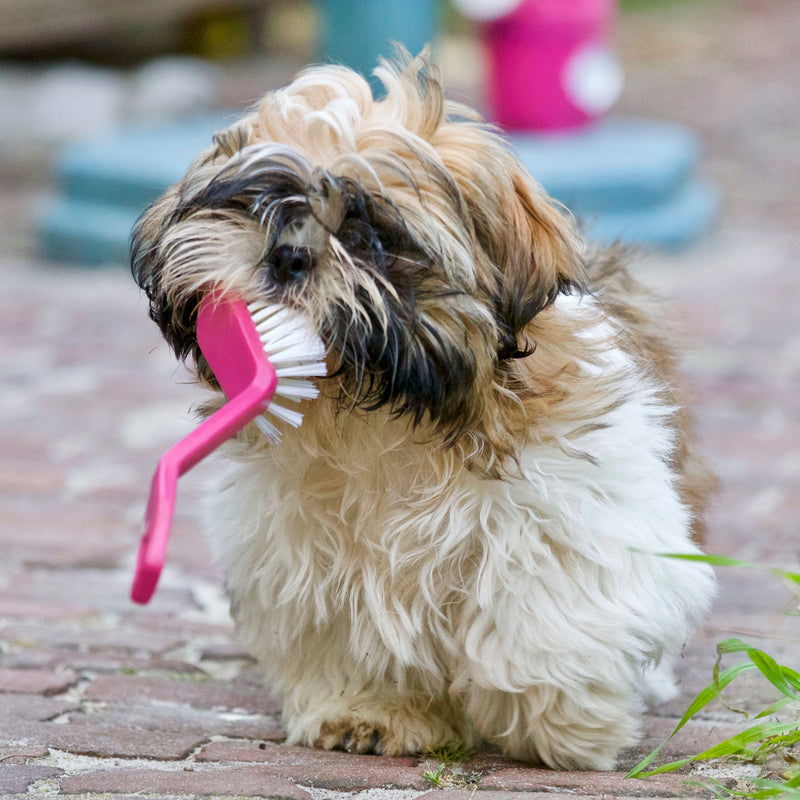 Dog Dental Hygiene at Home: What Every Owner Should Know - ITSY Pets