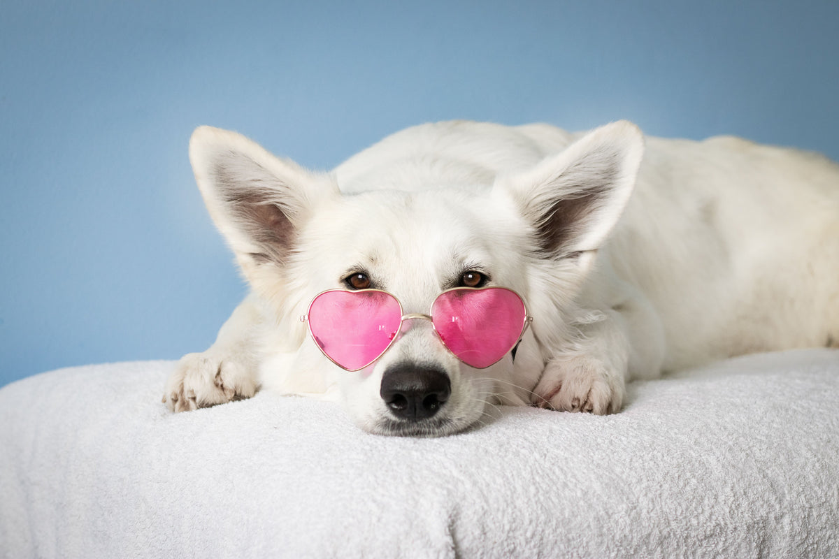 Grooming Your Senior Dog: Gentle Care for the Golden Years - ITSY Pets