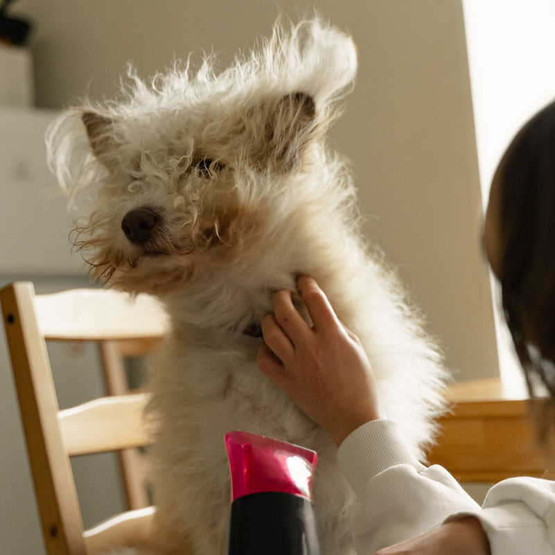 How Often Should You Groom Your Dog? A Breed-by-Breed Guide - ITSY Pets