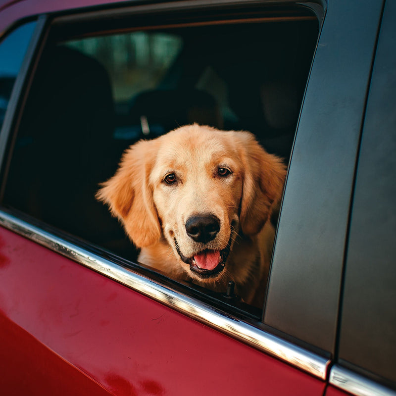 How to Groom Your Dog Before a Summer Holiday or Road Trip - ITSY Pets