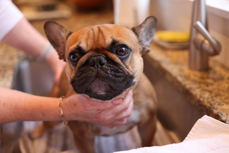How to Wash Your Dog at Home (Without the Drama) - ITSY Pets