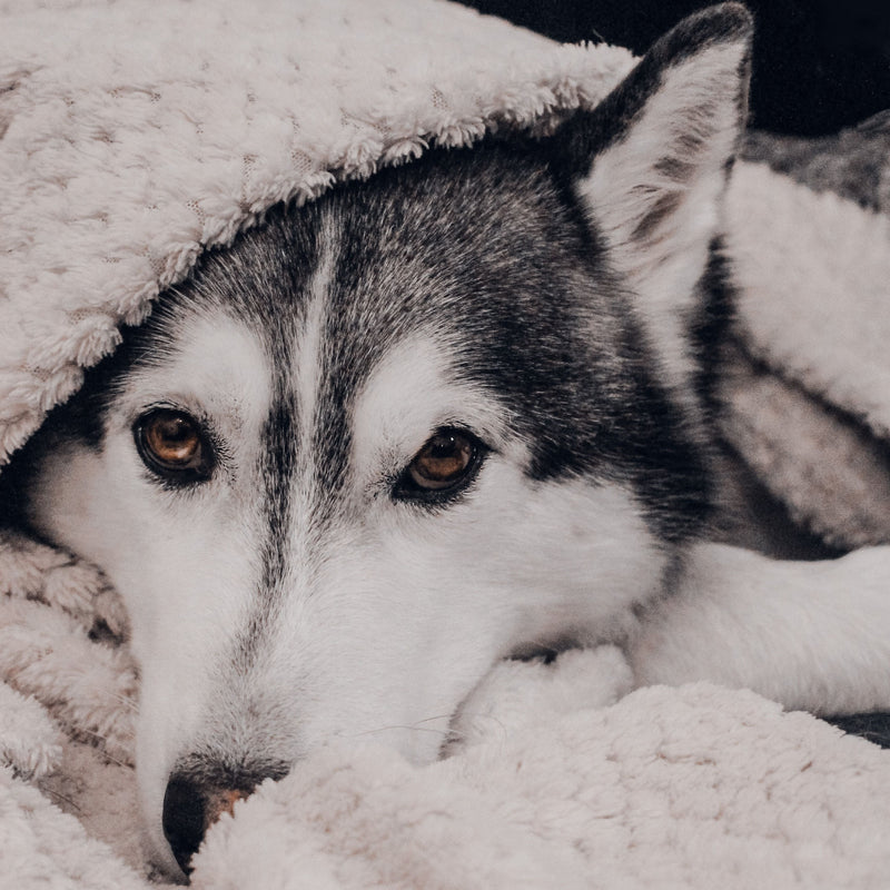 Is Your Dog Ready for Winter? How to Keep Them Warm and Comfortable - ITSY Pets