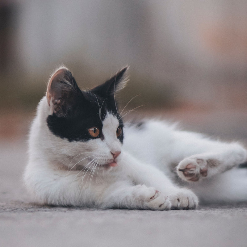 Keeping Your Cat Cool and Comfortable in Hot Weather - ITSY Pets