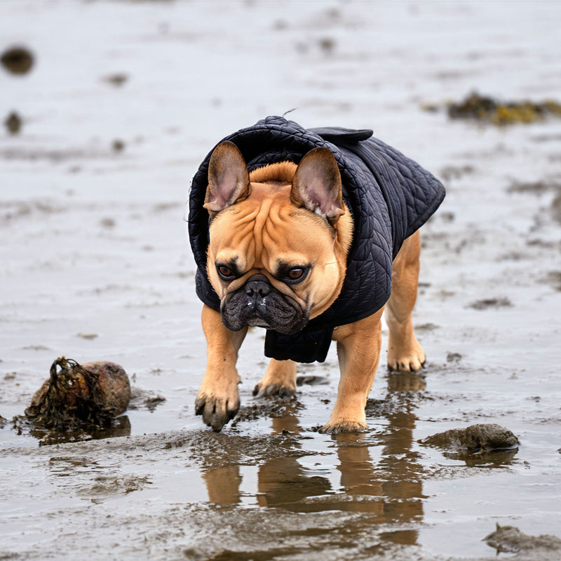 Muddy Dog, Happy Dog: How to Keep Your Dog Clean This Autumn - ITSY Pets