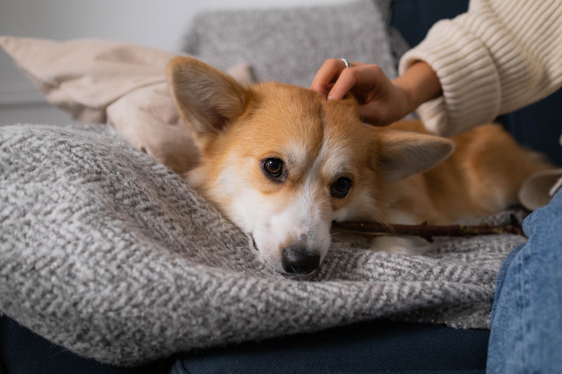No Bath? No Problem. The Best No-Water Grooming Tricks for Dogs and Cats - ITSY Pets