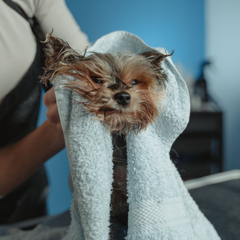 The Best After-Swim Grooming Routine for Dogs - ITSY Pets