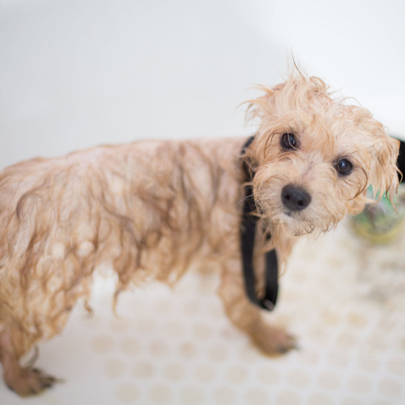 Why Does My Dog Smell? The Real Causes of Dog Odour (and How to Fix Them) - ITSY Pets