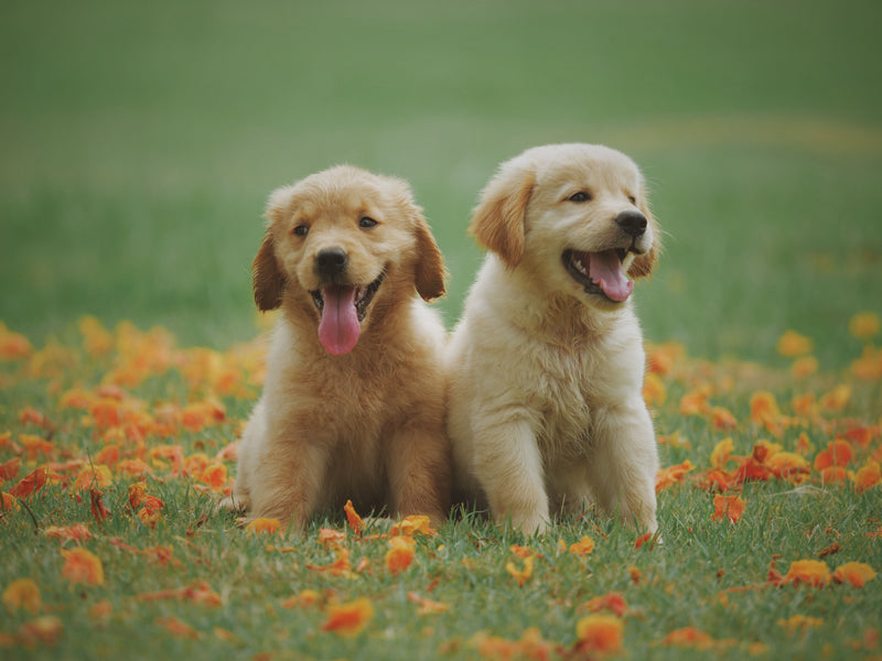 Why Eco-Friendly Pet Products Are Worth the Switch - ITSY Pets