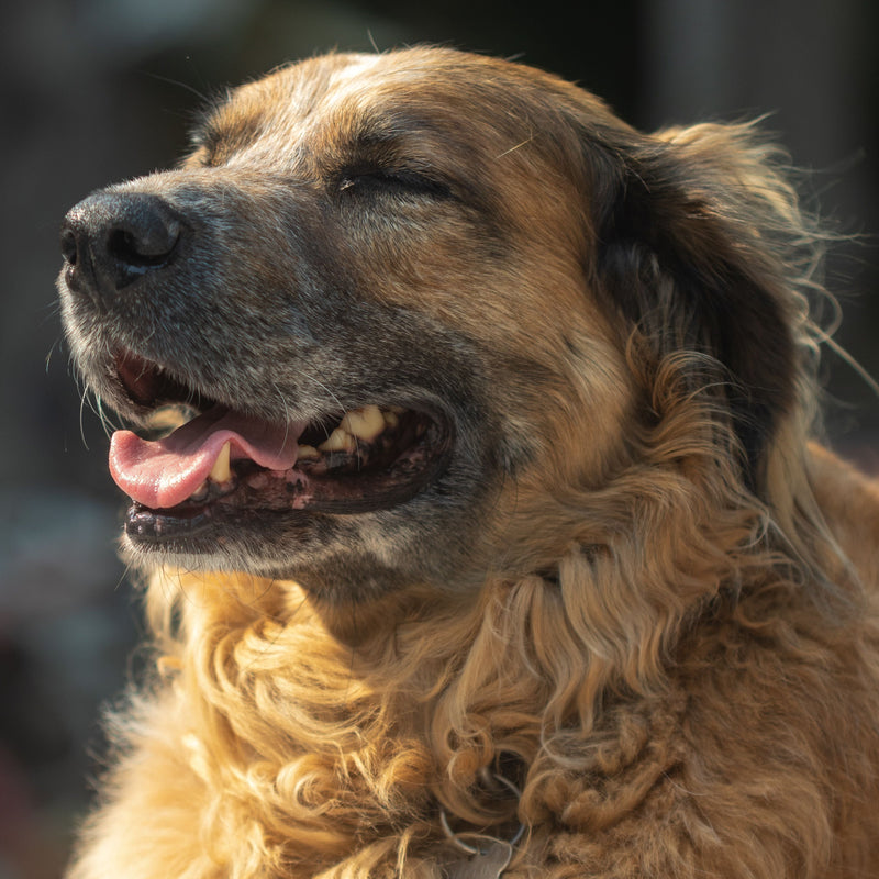 Why Is My Dog Shedding So Much in Summer? - ITSY Pets