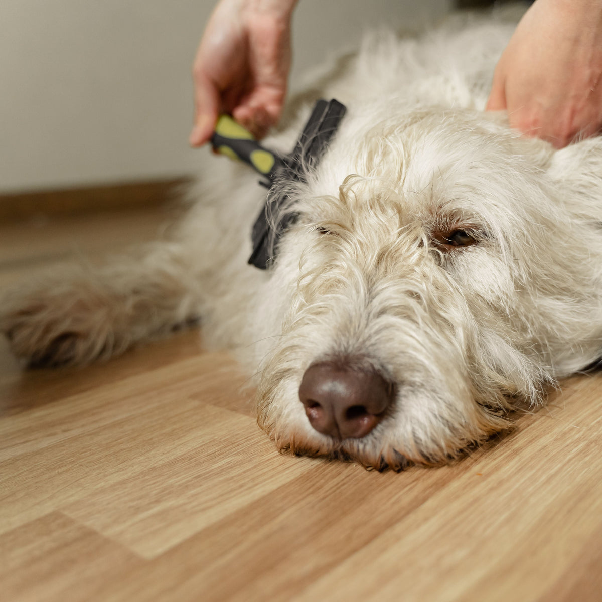Why Your Dog Is Shedding More This Autumn (and What to Do About It) - ITSY Pets
