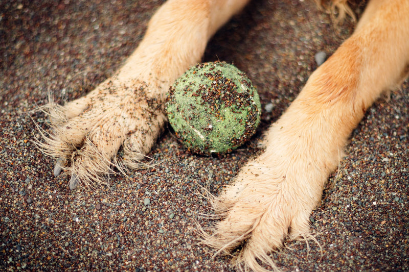 Your Dog's Paws in Summer: What Every Owner Needs to Know - ITSY Pets